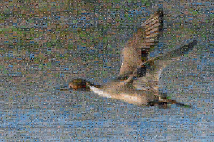 Northern Pintail Mosaic