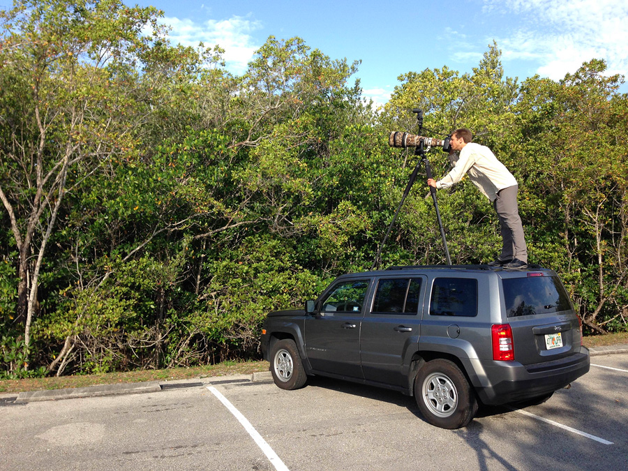 Photographing a Common Nighthawk