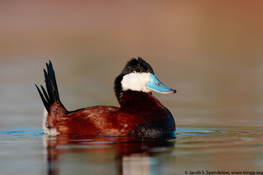 Ruddy Duck
