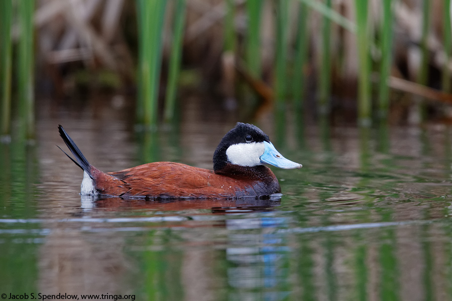 Ruddy Duck