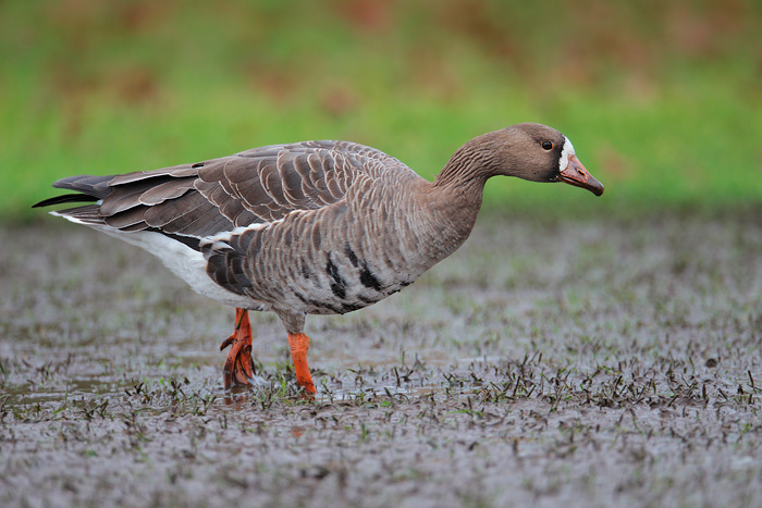 Greater White-fronted Goose