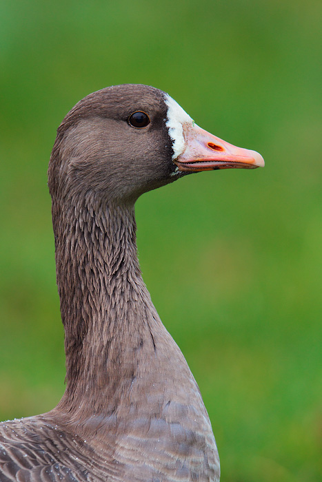 Greater White-fronted Goose