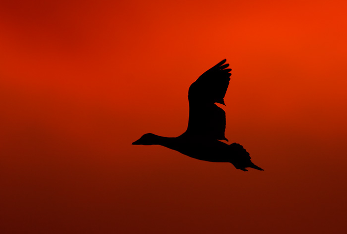 Snow Goose