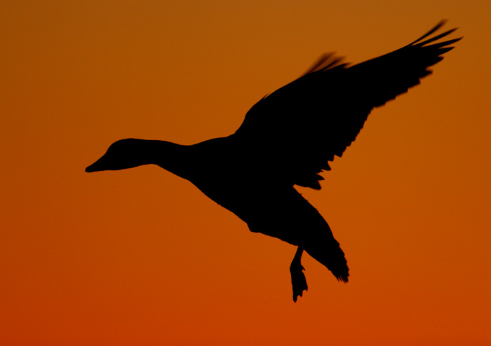 Snow Goose