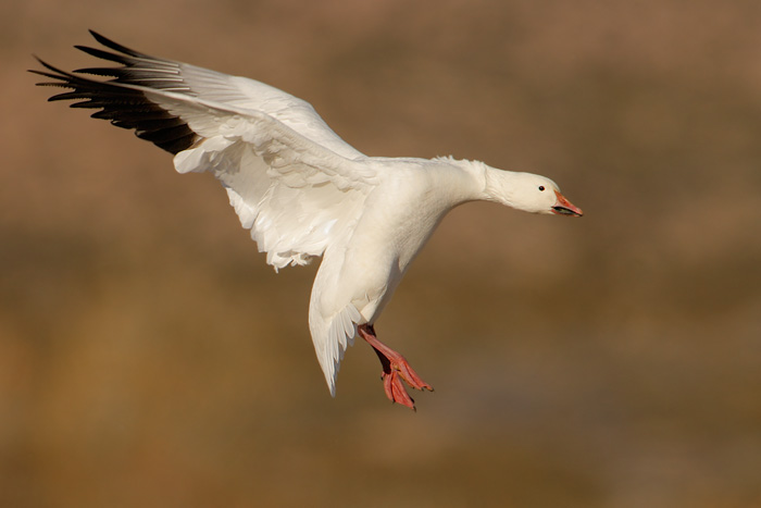 Snow Goose