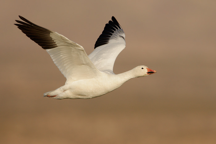 Snow Goose