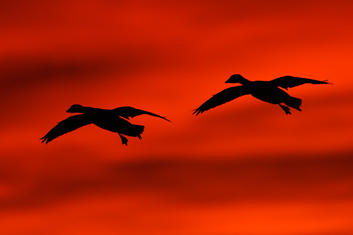 Snow Goose