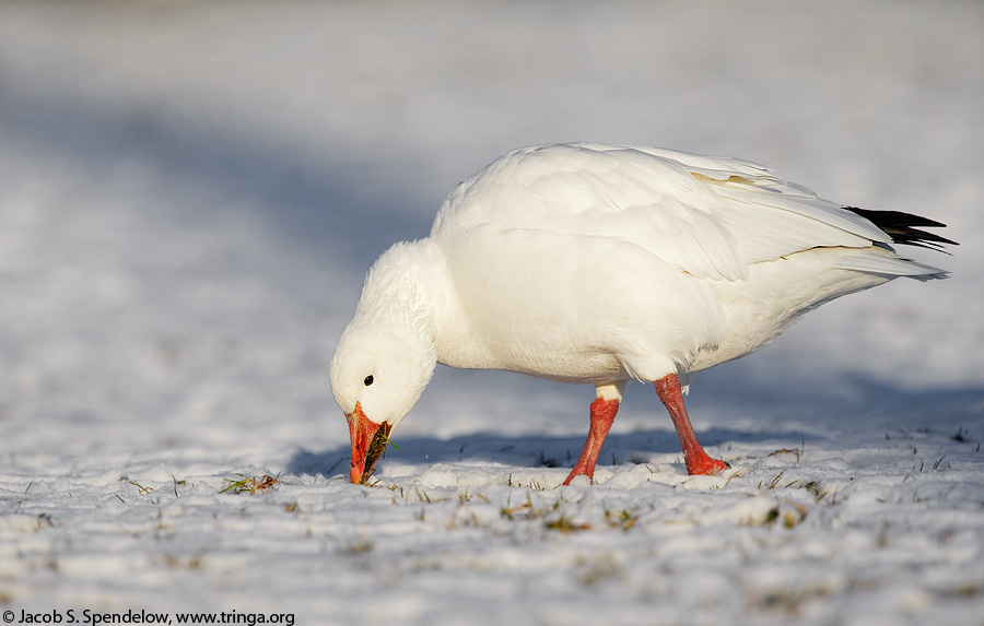 Snow Goose