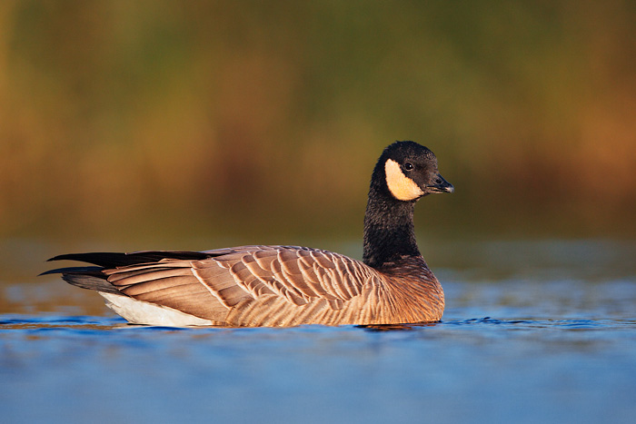 Cackling Goose