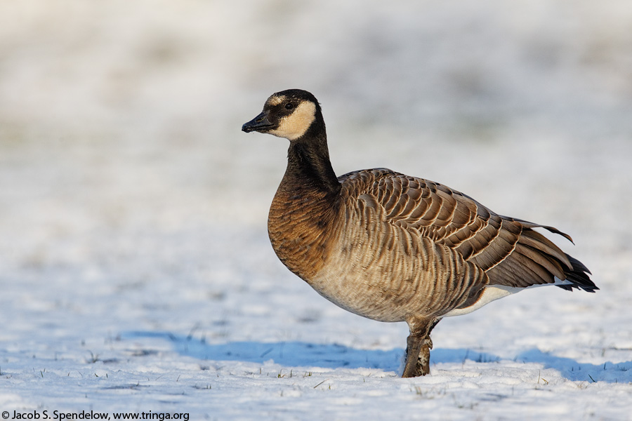 Barnacle X Cackling Goose