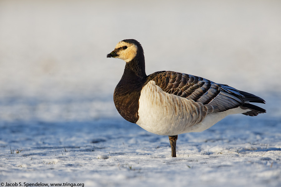 Barnacle Goose