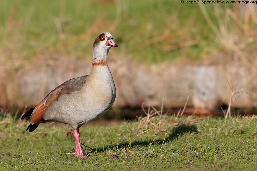 Egyptian Goose