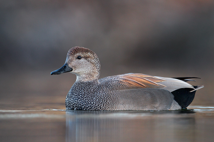 Gadwall