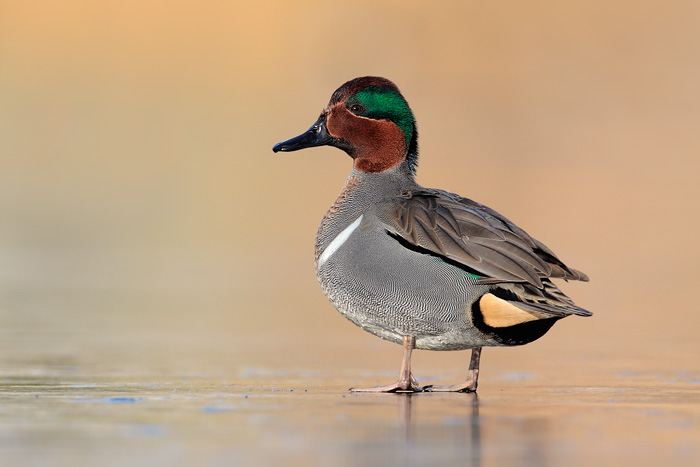 Green-winged Teal