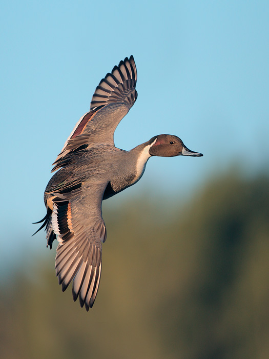 Northern Pintail