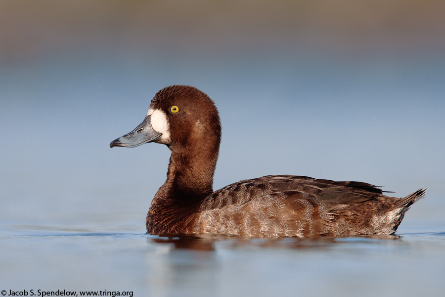 Greater Scaup