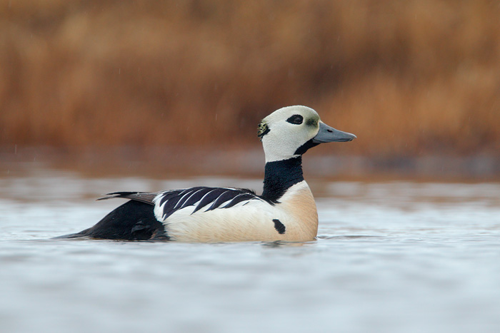 Steller's Eider