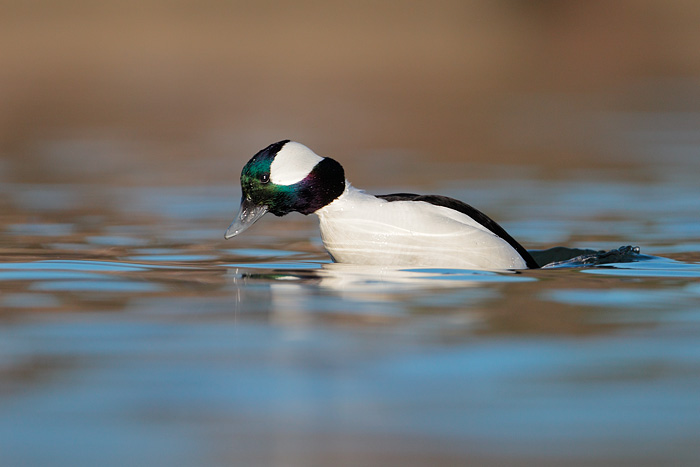 Bufflehead