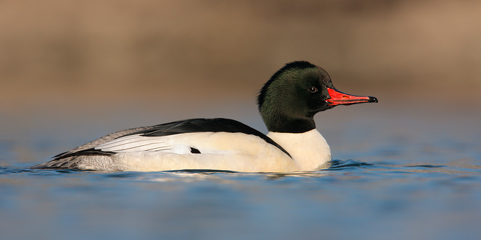 Common Merganser