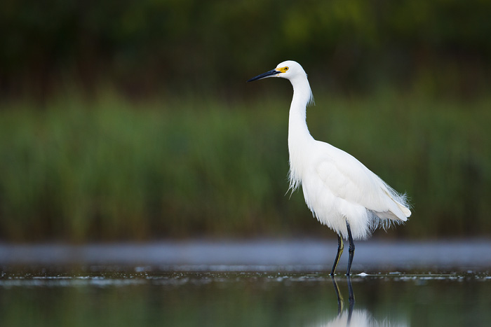 Snowy Egret