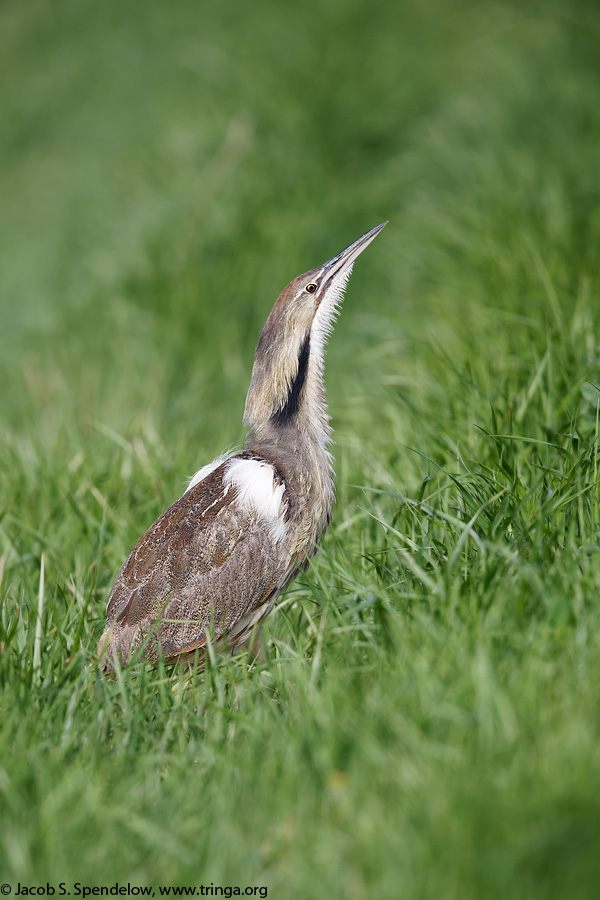American Bittern