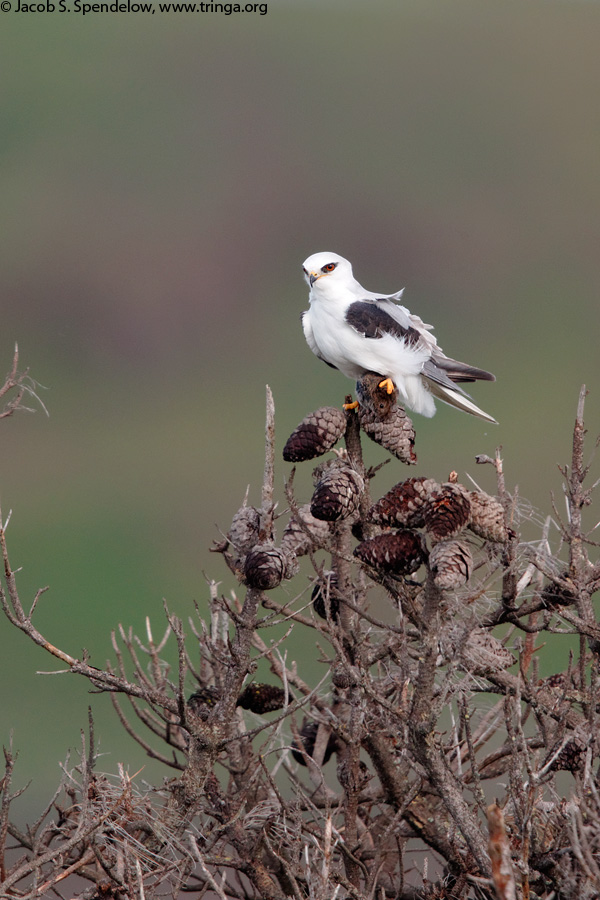 White-tailed Kite