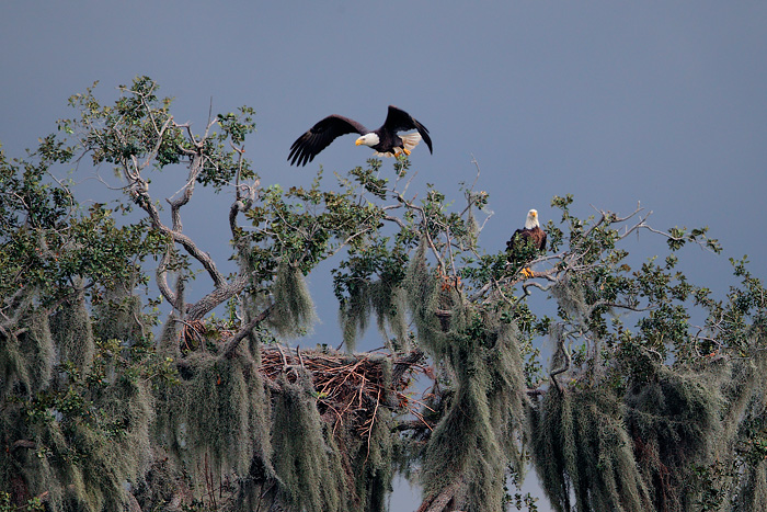Bald Eagle