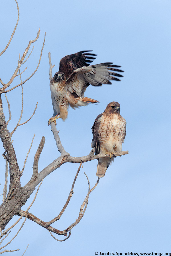 Red-tailed Hawk