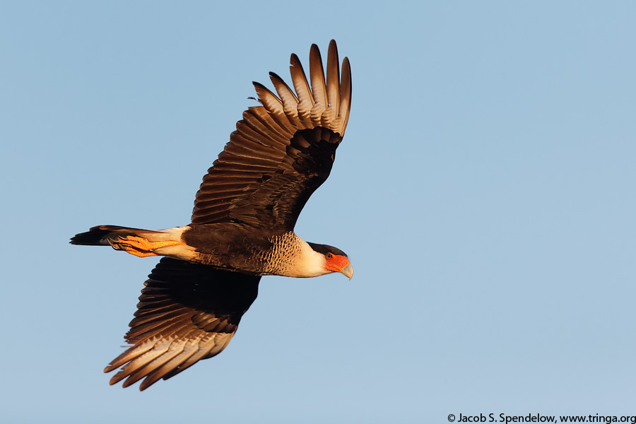 Crested Caracara
