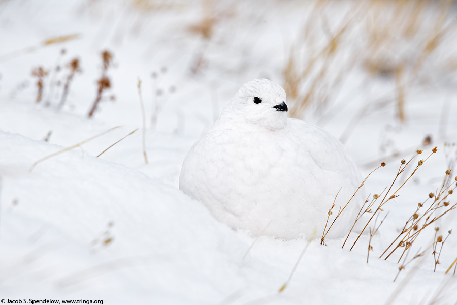 White-tailed Ptarmigan