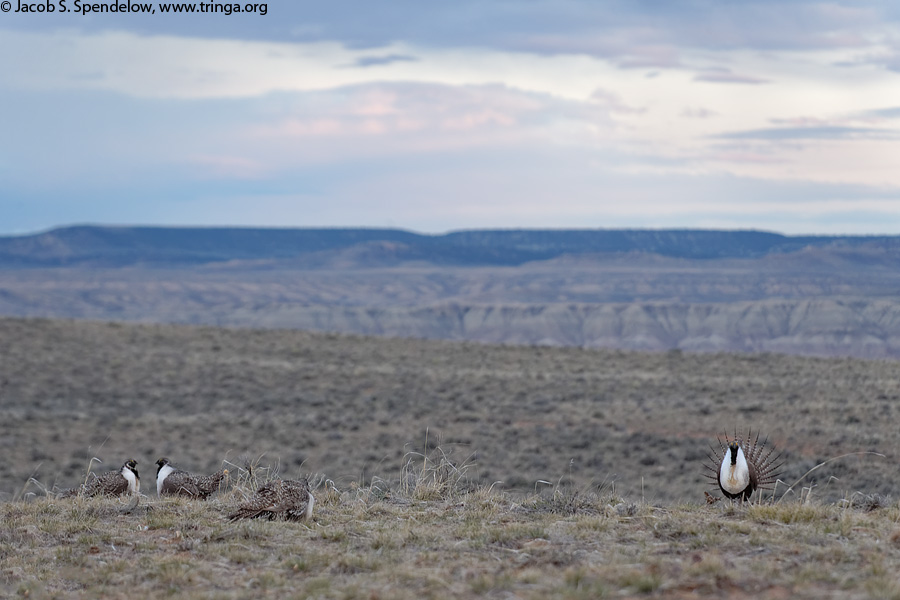 Greater Sage-Grouse