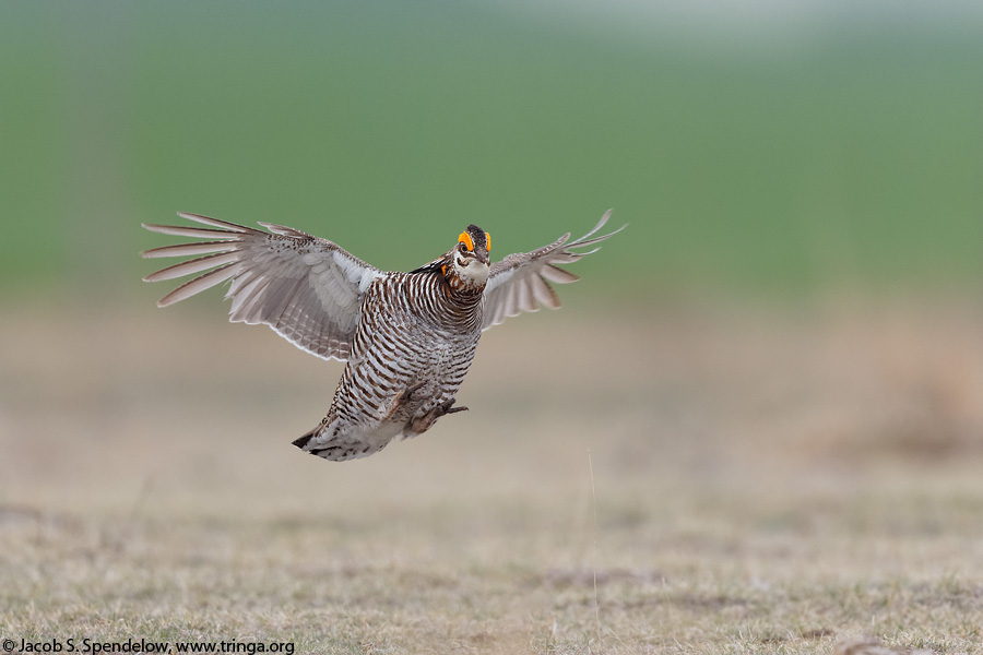Greater Prairie-Chicken