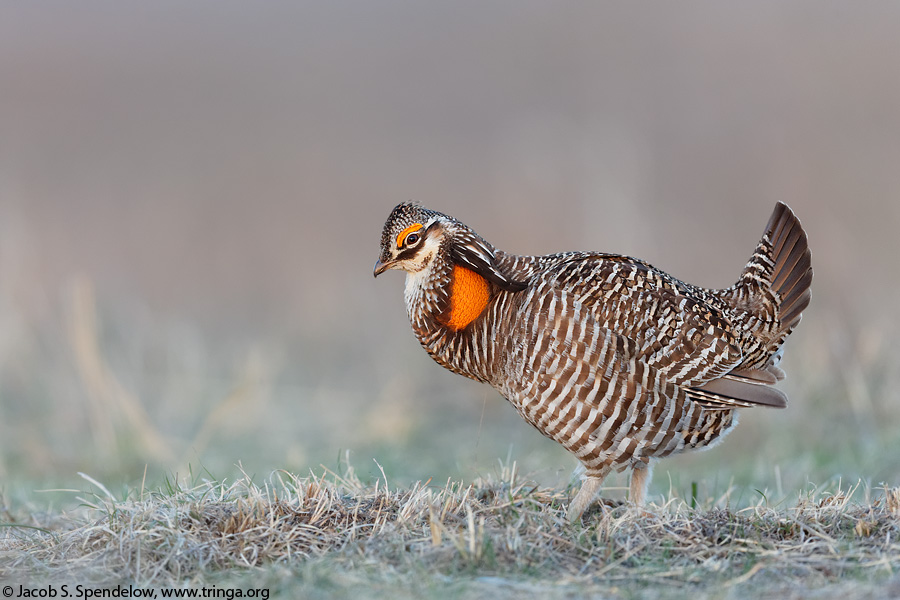Greater Prairie-Chicken