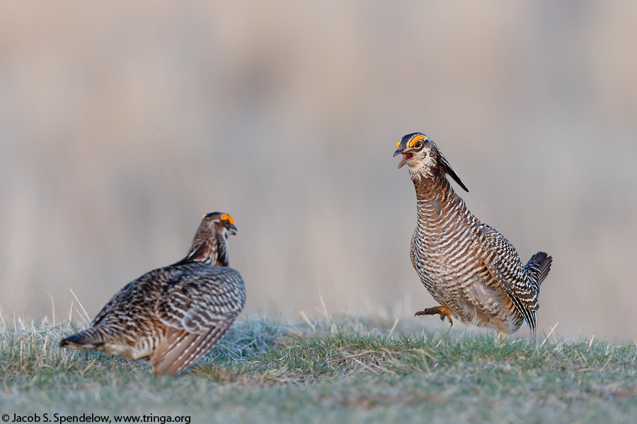 Greater Prairie-Chicken