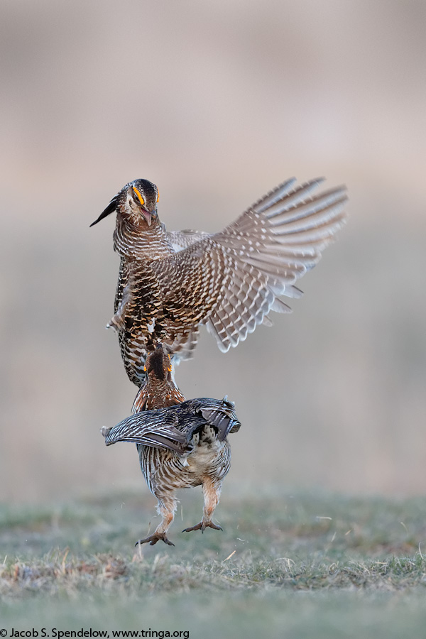 Greater Prairie-Chicken