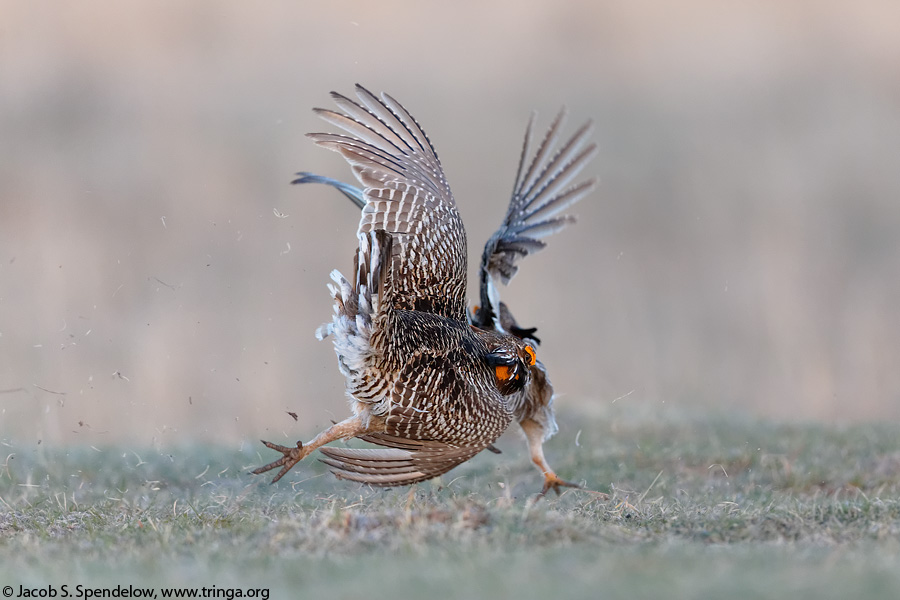 Greater Prairie-Chicken