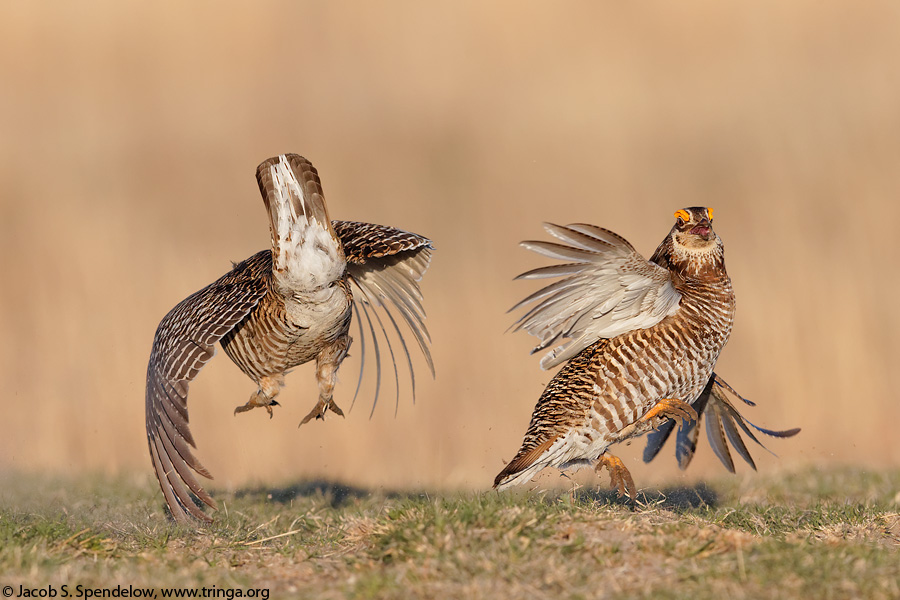 Greater Prairie-Chicken