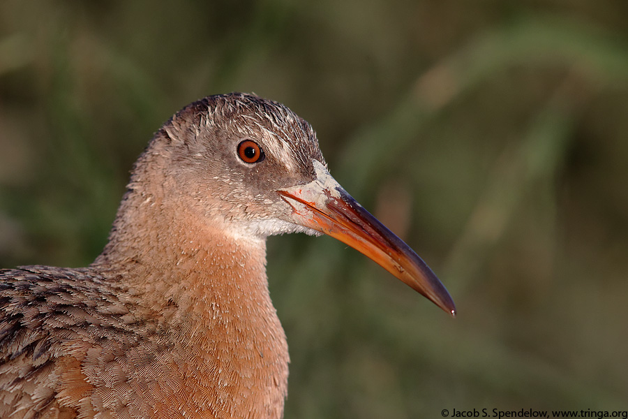 Ridgway's Rail