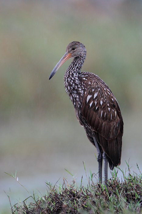 Limpkin