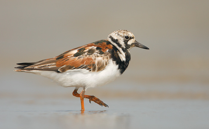 Ruddy Turnstone
