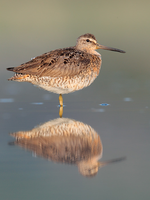 Short-billed Dowitcher