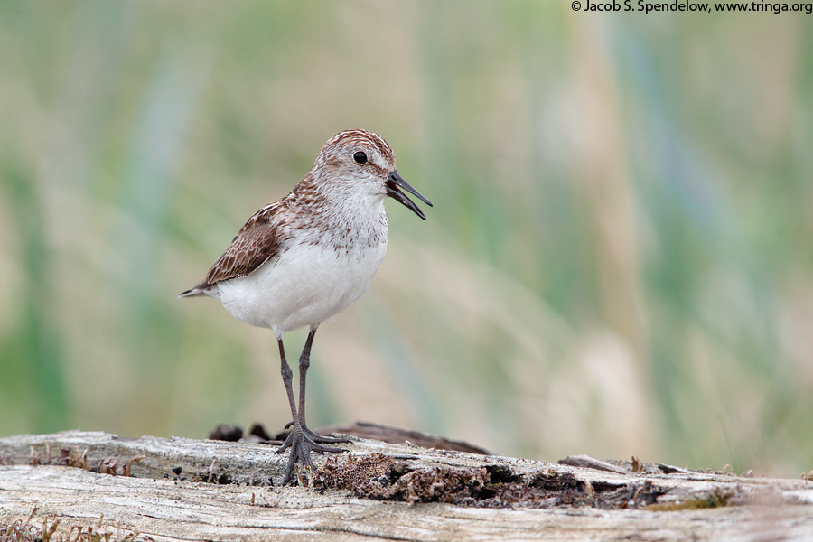 Semipalmated Sandpiper