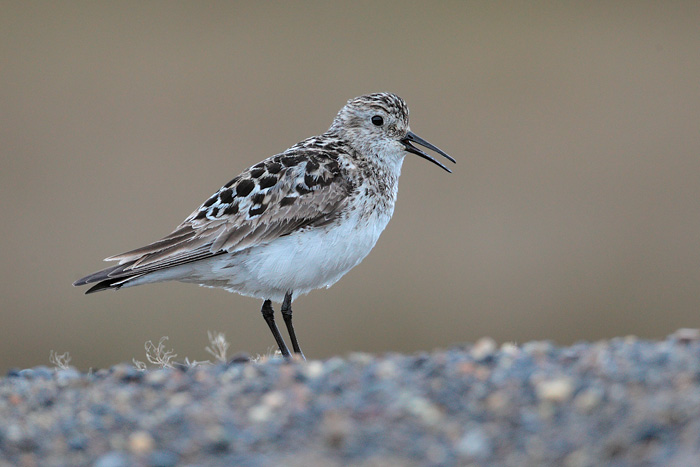 Baird's Sandpiper