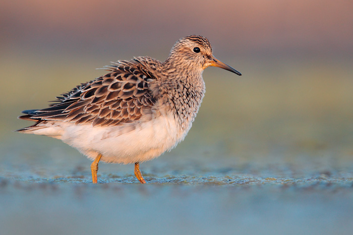 Pectoral Sandpiper
