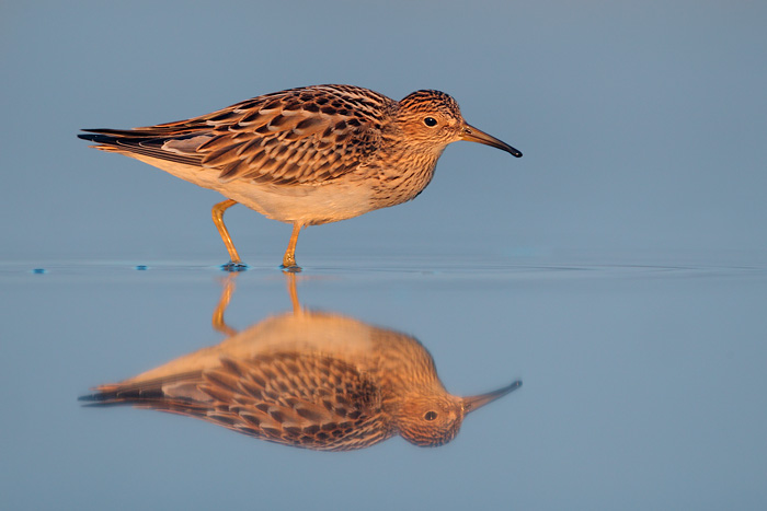 Pectoral Sandpiper