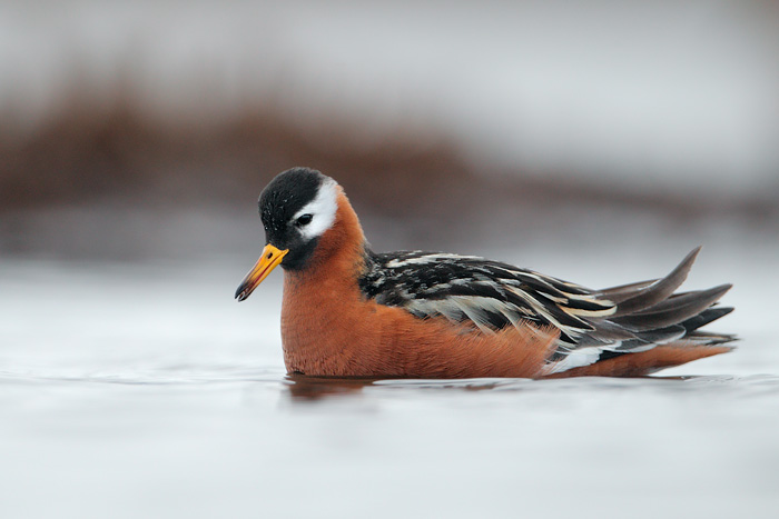 Red Phalarope