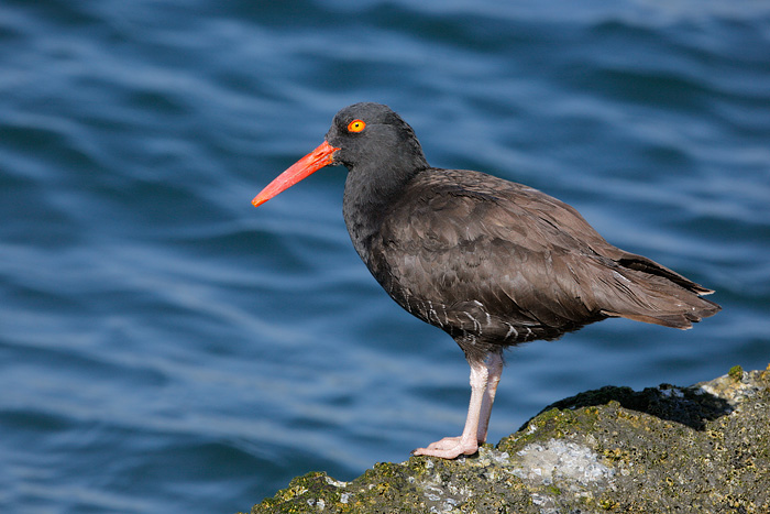 Black Oystercatcher