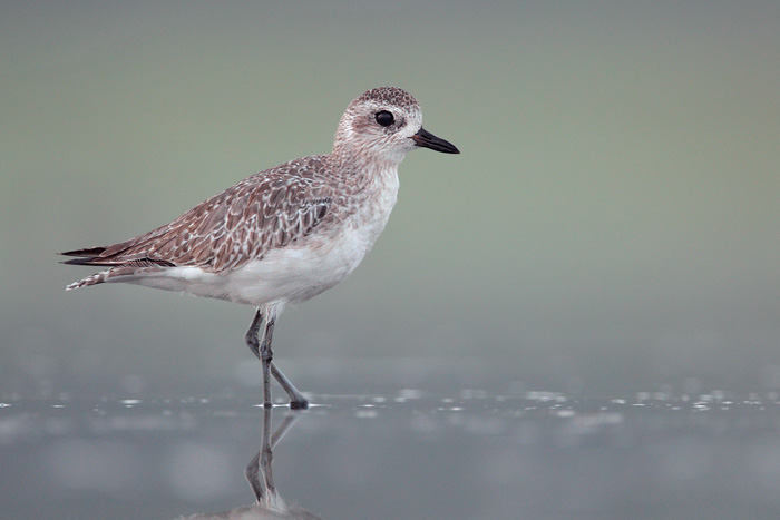 Black-bellied Plover