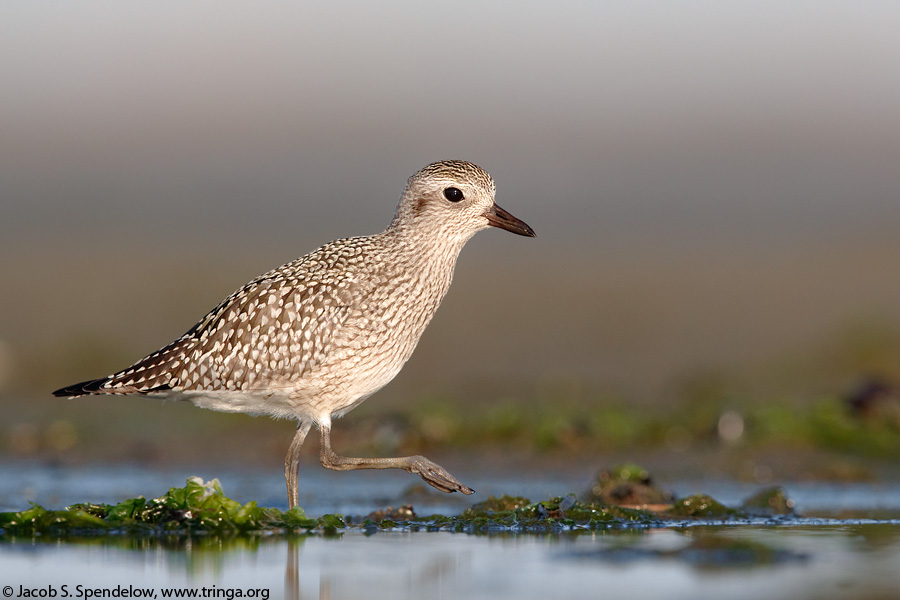 Black-bellied Plover