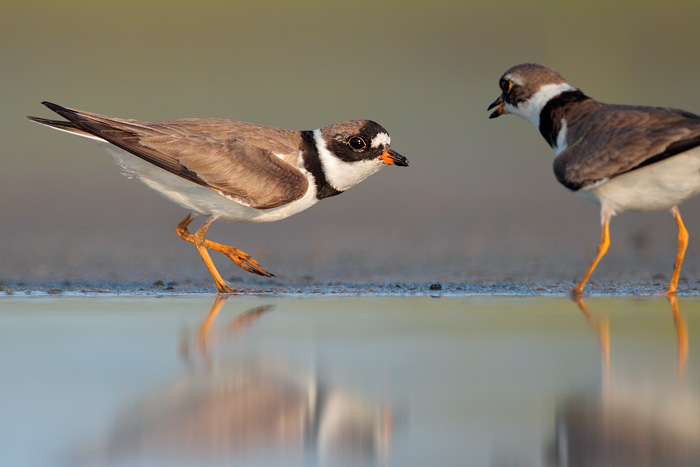 Semipalmated Plover